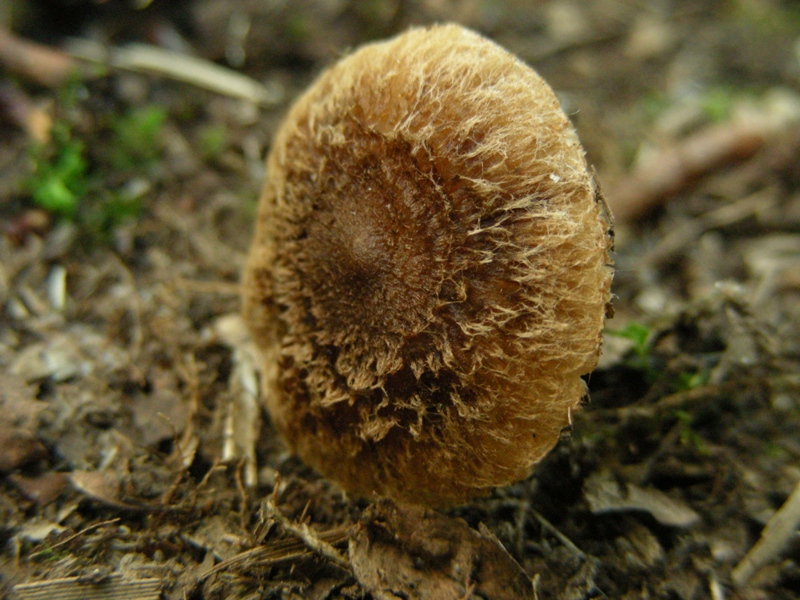 Canneto, micoflora e habitat